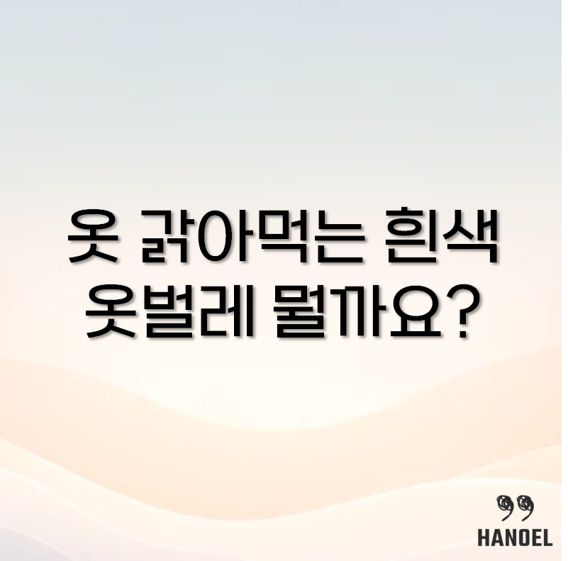 좀벌레