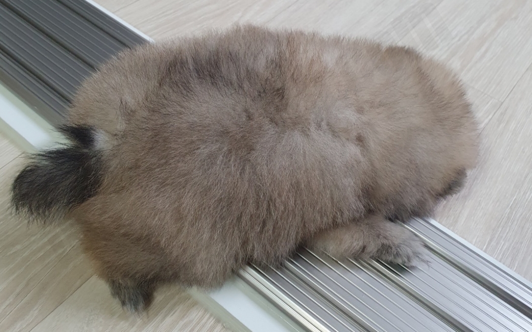 2개월 세이블 포메라니안 털 색깔