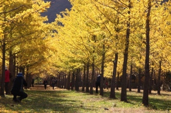 홍천은행나무숲-4