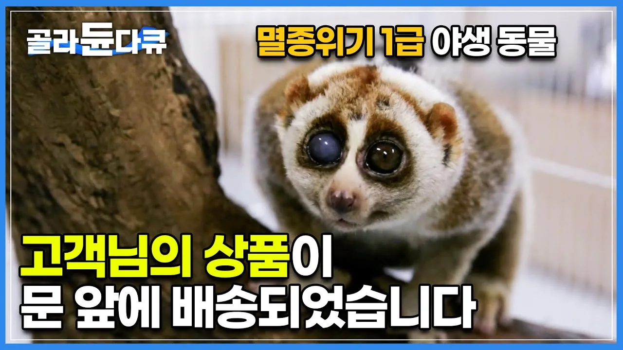 멸종 위기 동물 증가 원인과 환경 문제 분석_7