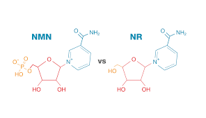 NMN과 NR은 모두 NAD+를 증진시켜 세포의 에너지 생산과 노화 방지에 기여한다고 알려져 있다. 하지만 두 물질은 그 메커니즘에서 차이가 있다.