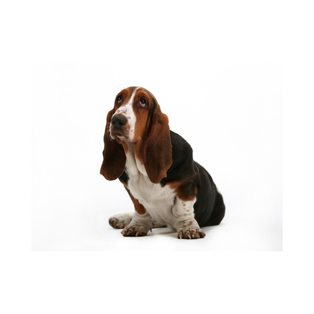 강아지 나이 계산법과 이에 따른 건강 관리법 알아보기