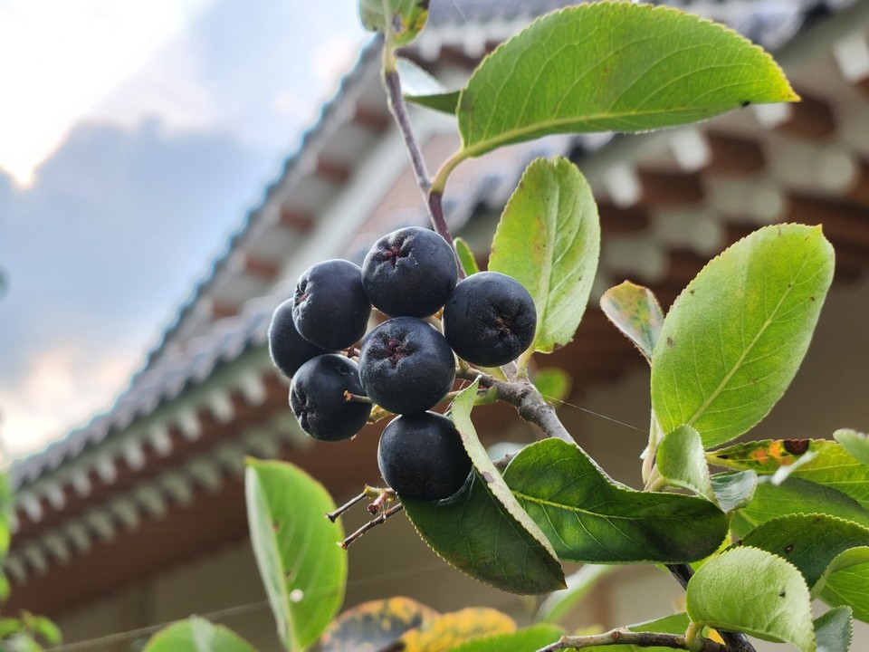아로니아 효능