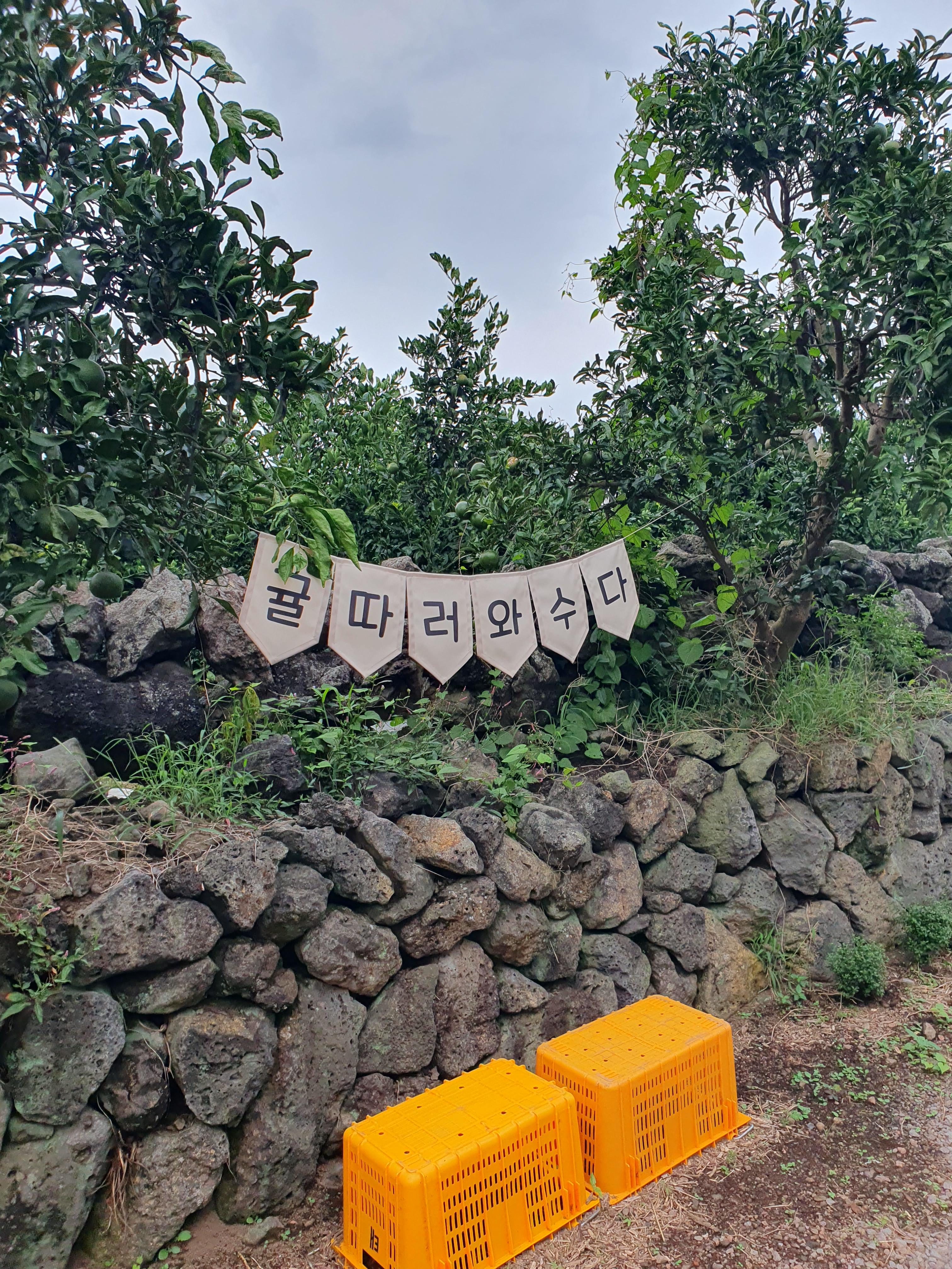 최남단 체험 감귤농장