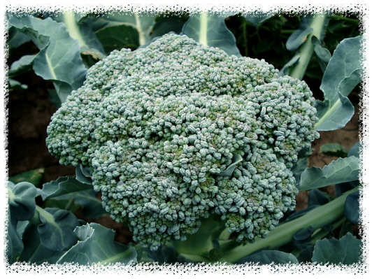 브로콜리-단백질 채소-근육