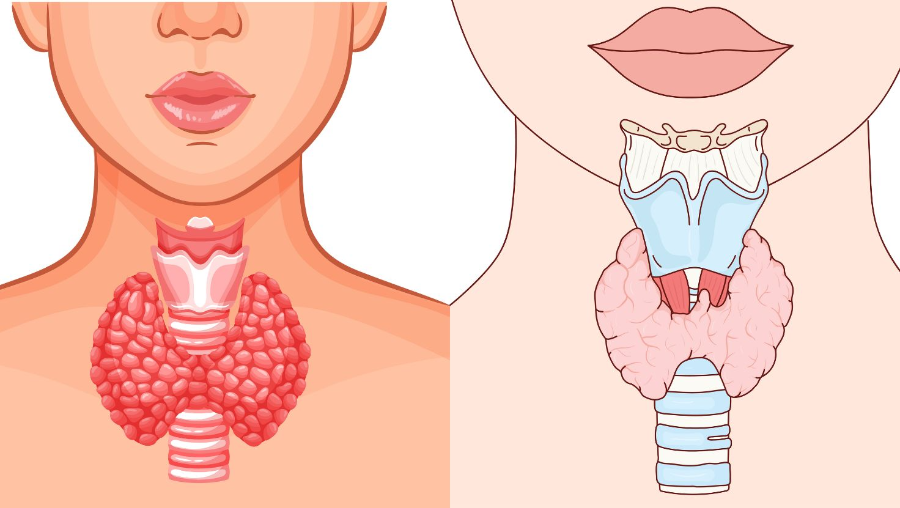 목 부위에 위치한 갑상선 일러스트 (기능 위치 강조)