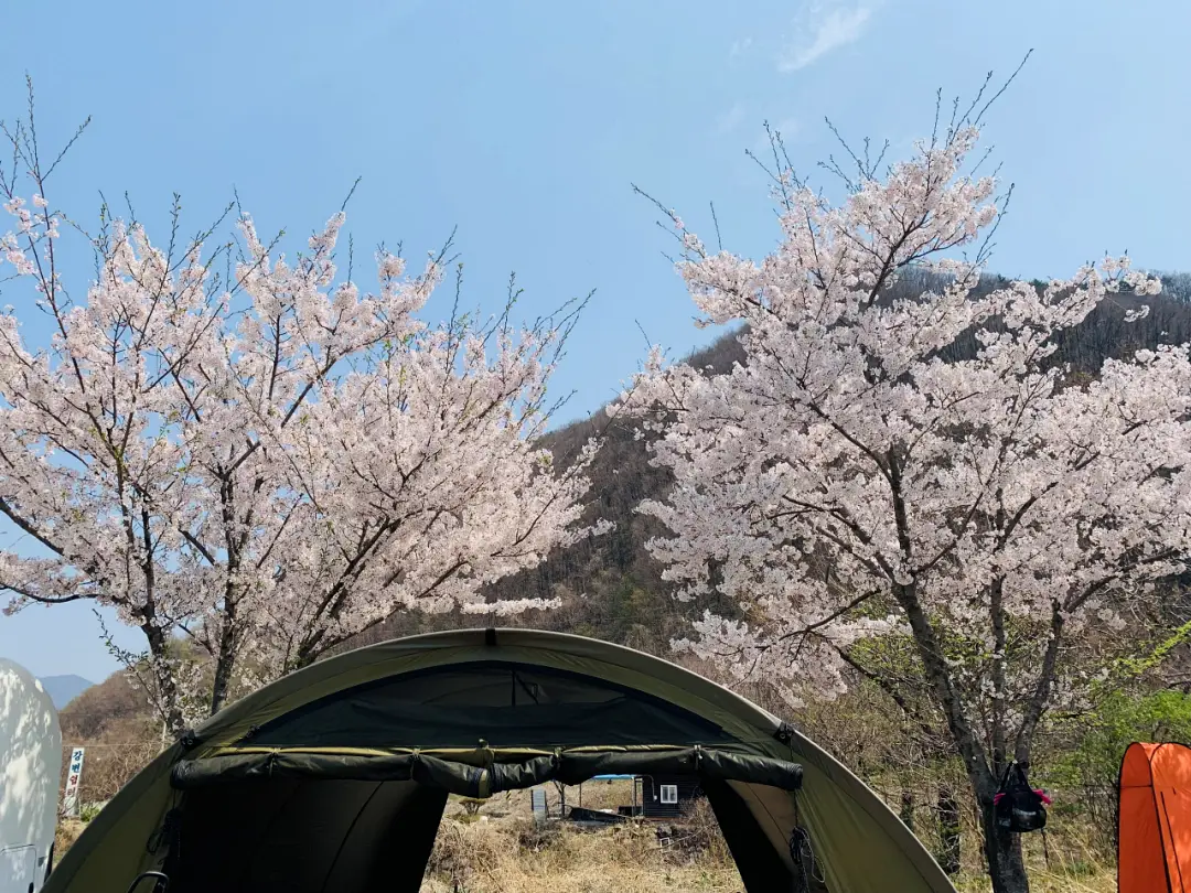파란-하늘-아래-벚꽃-나무와-텐트