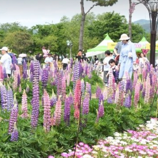 2025 함평나비대축제 완벽 가이드