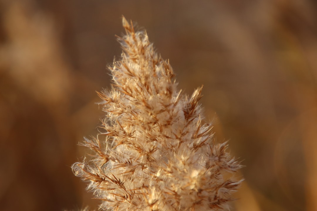 Buckwheat