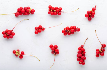 오미자 효능, 부작용, 수확시기 총정리 (2024ver)