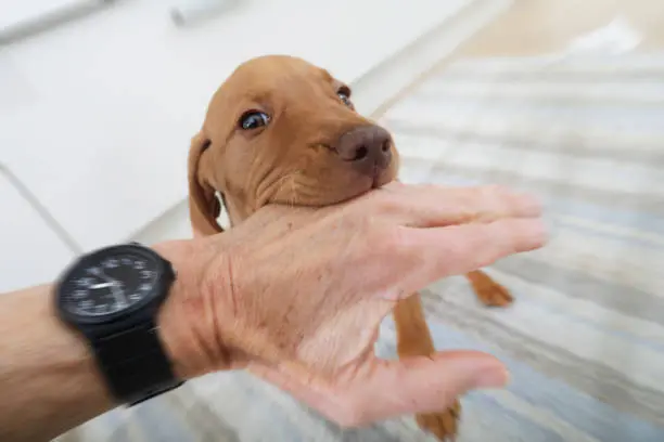 일상배상책임보험 보상범위