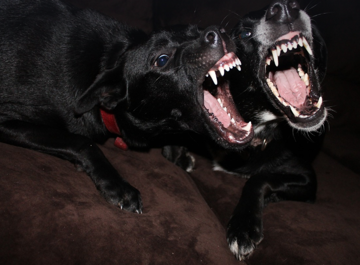 이빨을 들어낸 개 사진