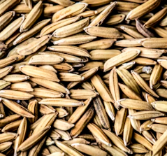 듀럼밀의 주요 영양 성분