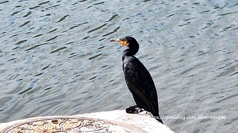 민물가마우지 Freshwater cormorant