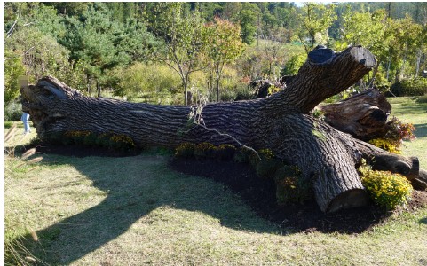 남양주-물맑은수목원-사진