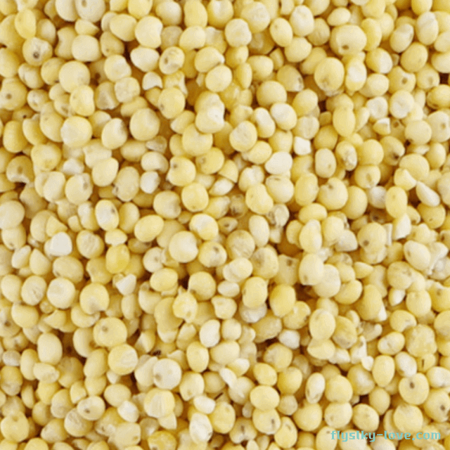 다양한 영양소가 풍부한 찰기장