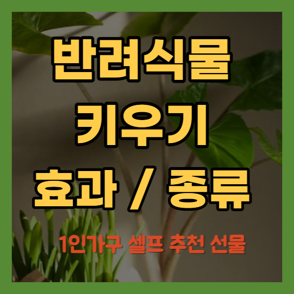 반려식물 키우기 효과 및 종류 - 1인가구 셀프 추천 선물