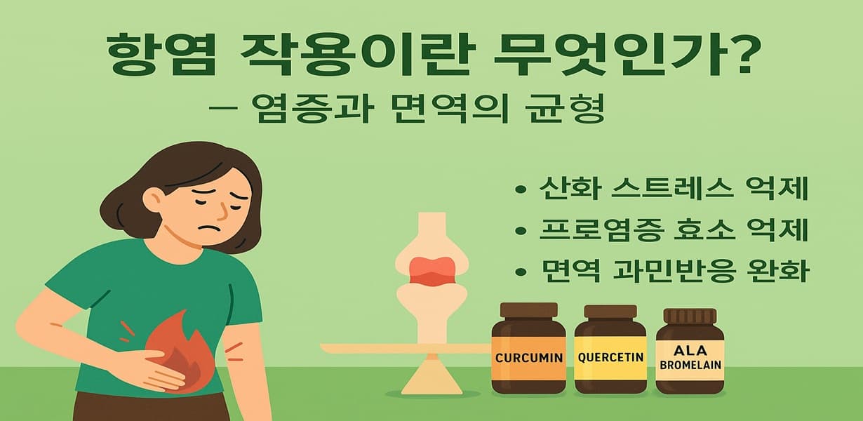 복부에 염증을 느끼는 여성과 함께 커큐민, 퀘르세틴, ALA 브로멜라인 보충제, 염증 균형을 설명하는 항염 작용 인포그래픽