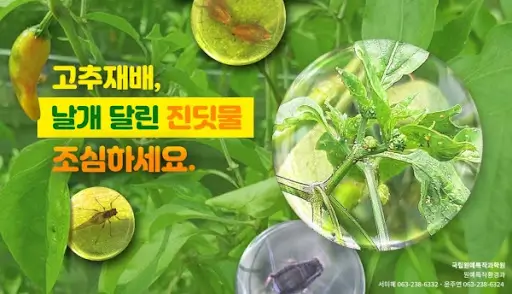 고추 진딧물