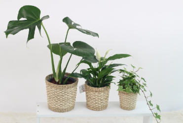 🌿 미세먼지 민감자를 위한 실내용 스마트 공기정화 식물 시장 트렌드