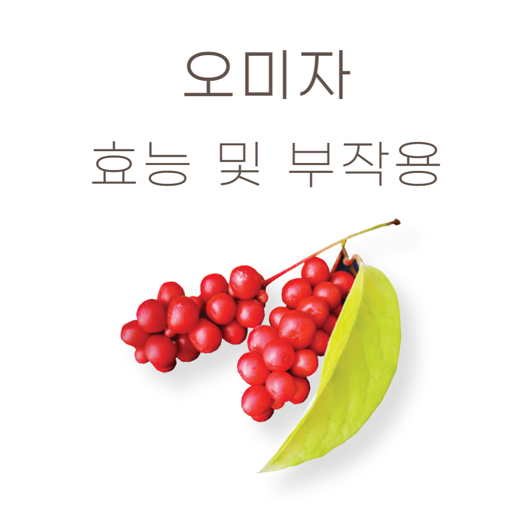 오미자 효능 부작용 schisandra