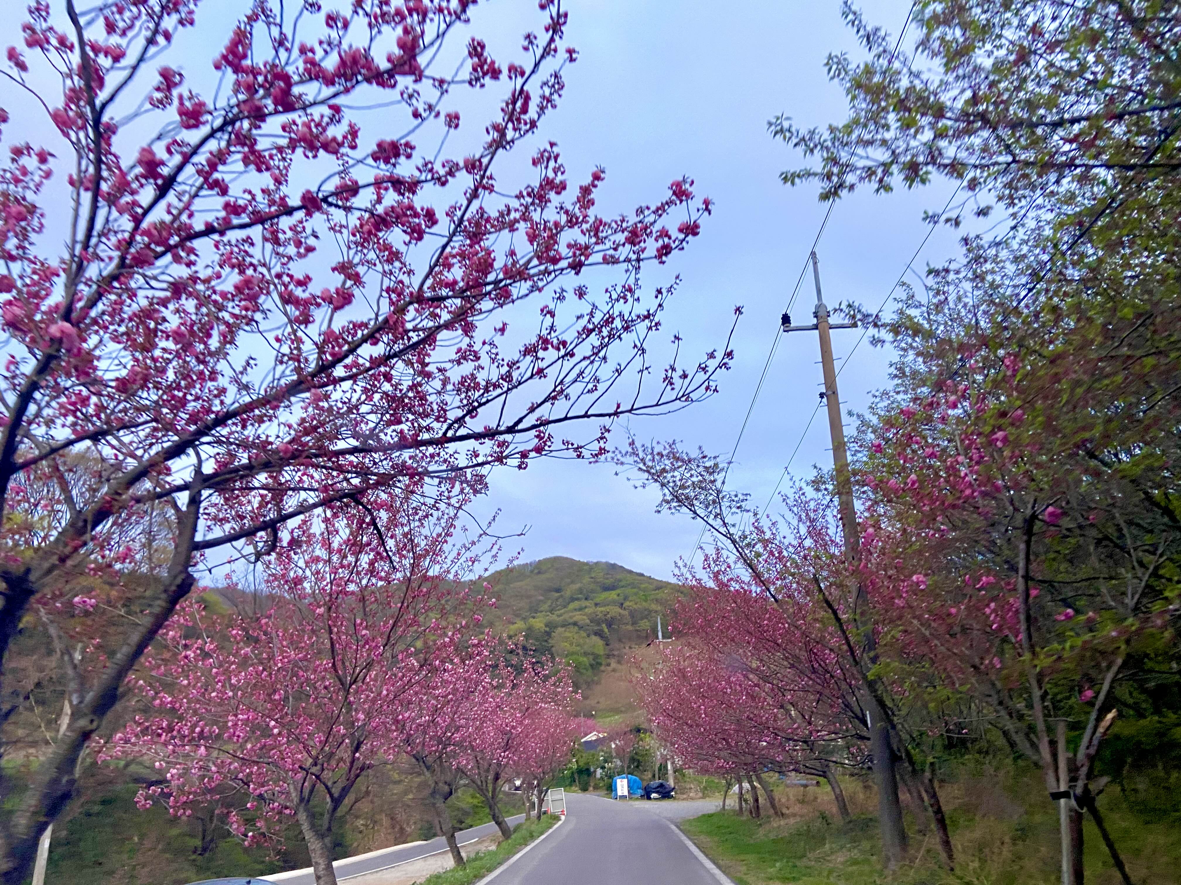 서산 겹벚꽃