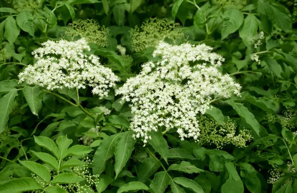 [식물키우기] 아메리칸 엘더베리 키우기 관리법 - 물주기, 햇빛, 온도, 습도, 흙(토양), 비료