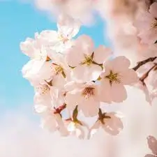 벚꽃