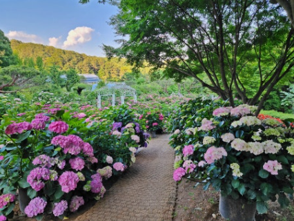 율봄식물원 수국 개화 시작! 광주 근교 수국 명소 완전 정복(개화시기, 입장료, 주차, 포토존 등)