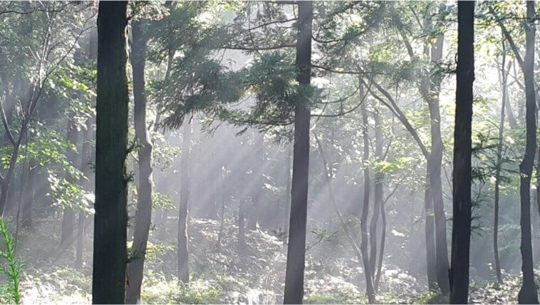 남해 편백자연휴양림 겨울사진