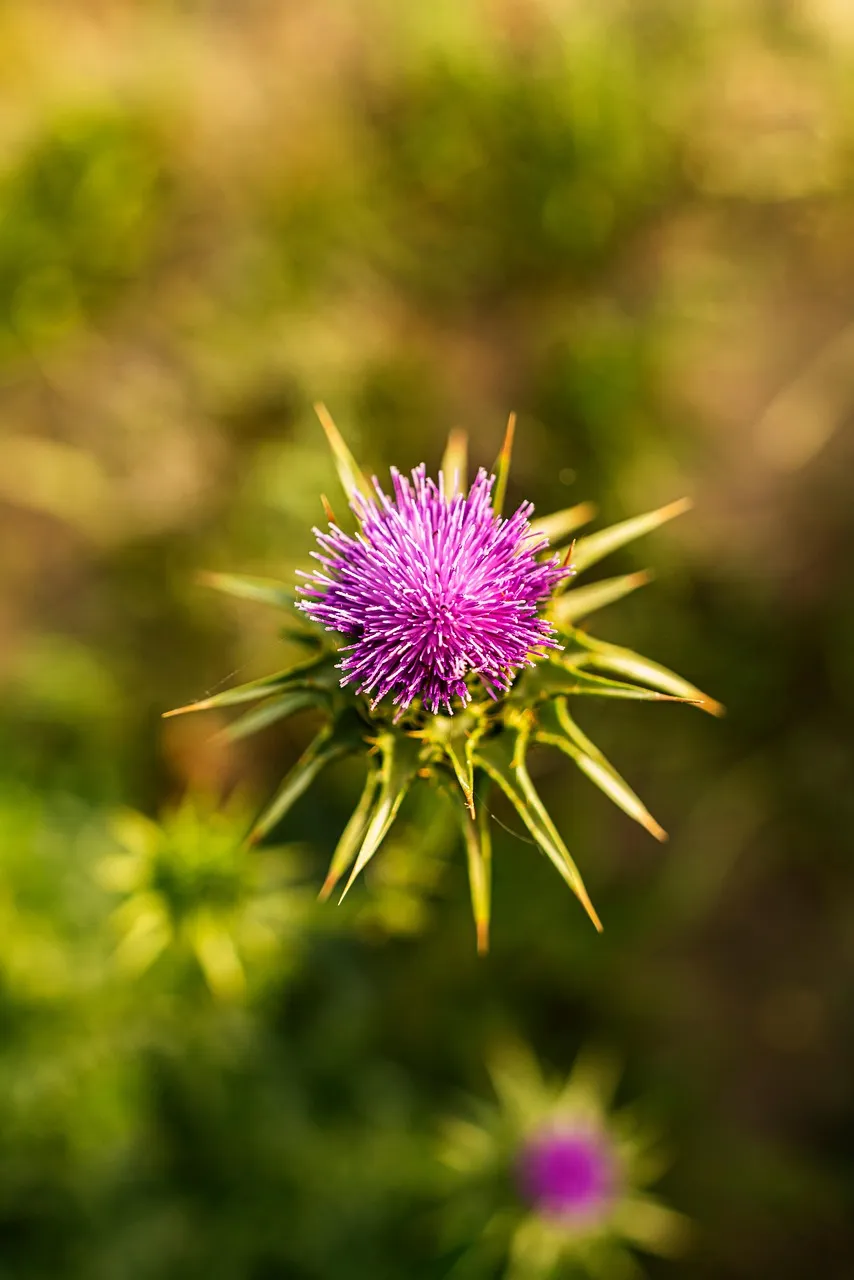 밀크씨슬-효과-효능-후기-실리마린