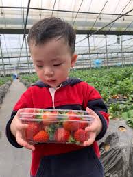 남양주 가볼만한곳 - 더드림딸기체험농장