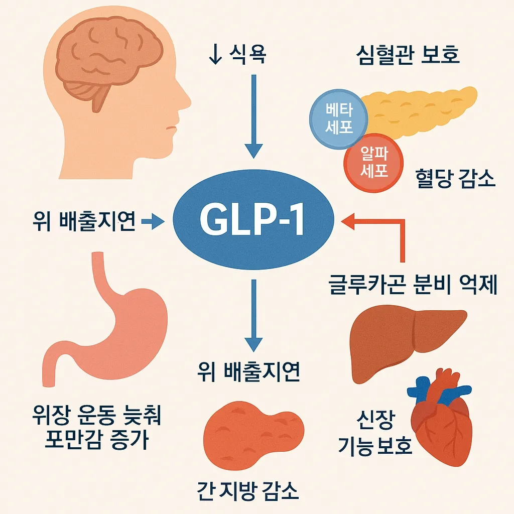 GLP-1의 작용 메커니즘을 쉽게 이해하기