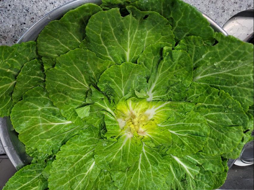 봄동 세척 전 싱크대에서 펼친 모습