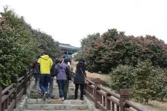 서천 마량리 동백나무 숲 개화 코스_5