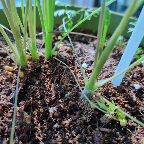 다이소_미니당근_수확1