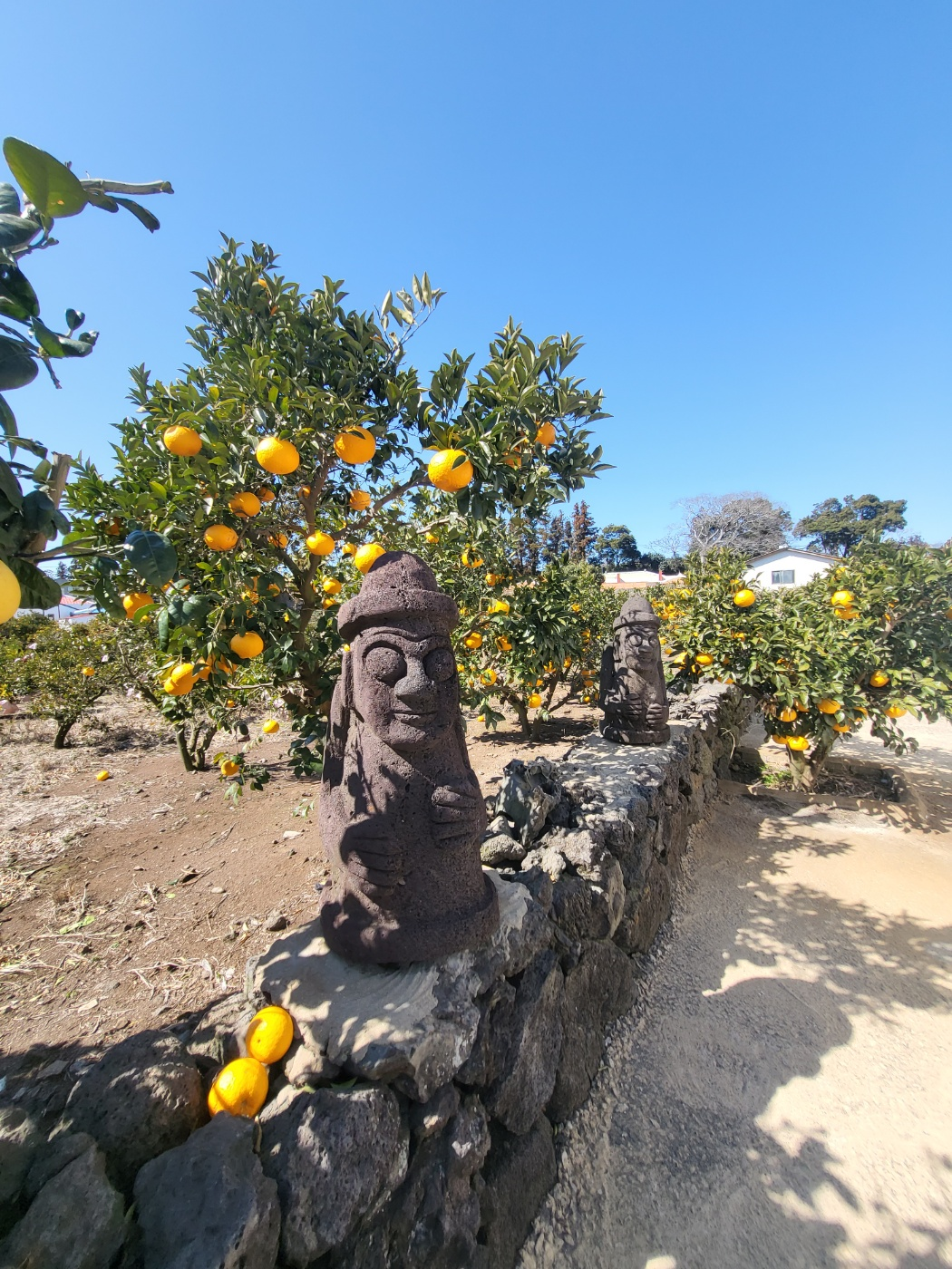 제주도 한라봉 체험, 감귤 체험