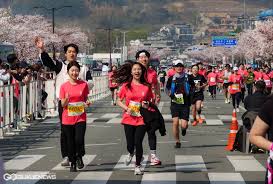 경주 벚꽃 마라톤 관련 사진