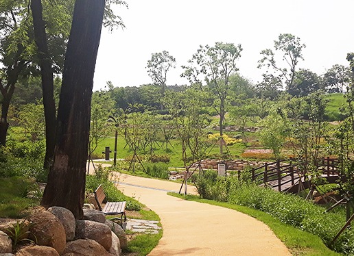 대구 이현공원 수국 개화