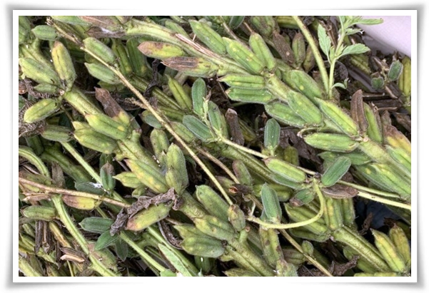 텃밭 "5월, 참깨 심으세요!" 향긋한 꼬소함이 톡톡, 텃밭에서 직접 키우기!