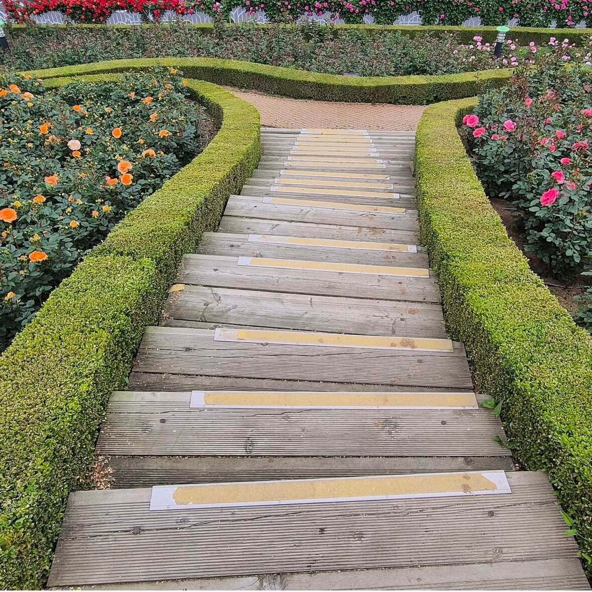 부천 백만송이장미공원 장미축제