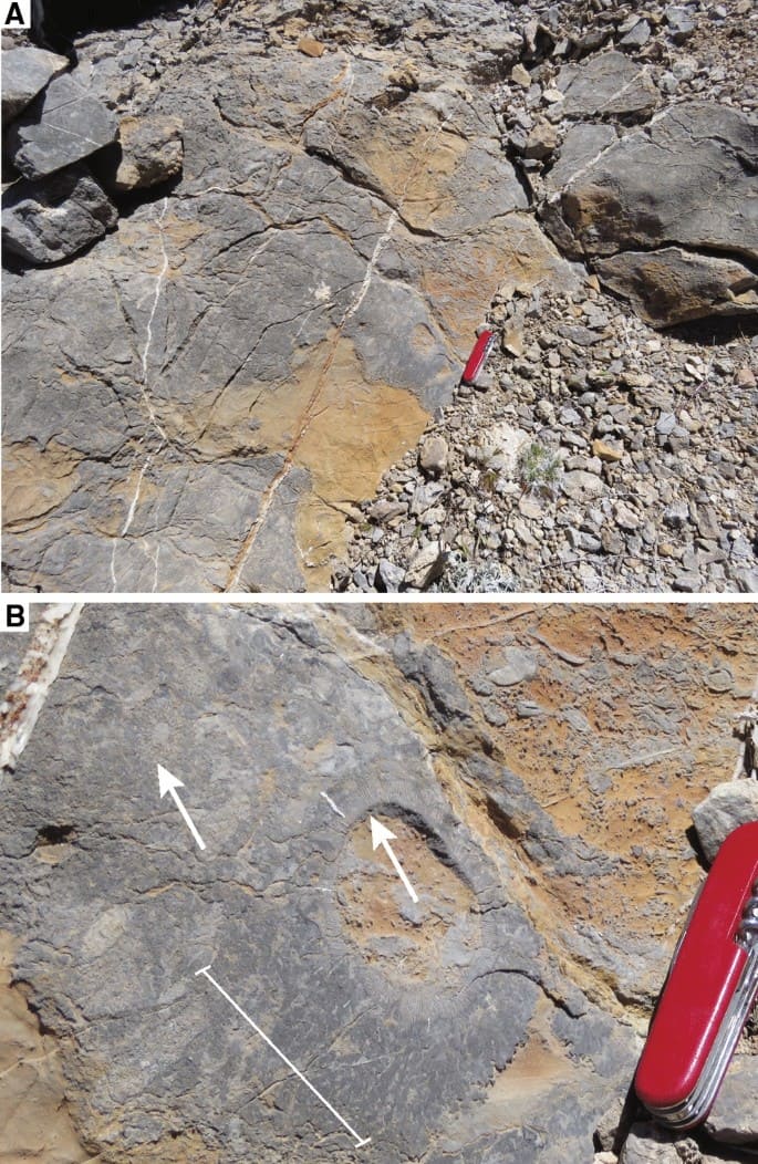 Signs of the World&rsquo;s First Reefs