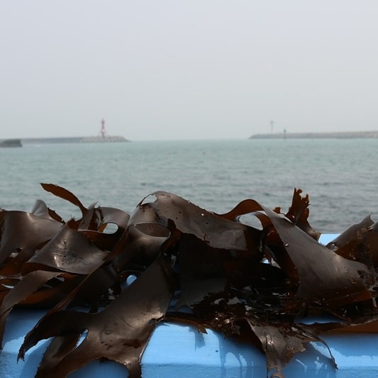 변비에 좋은 다시마