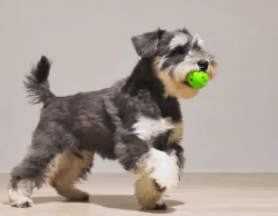 슈나우저 사진/출처:어도비스톡