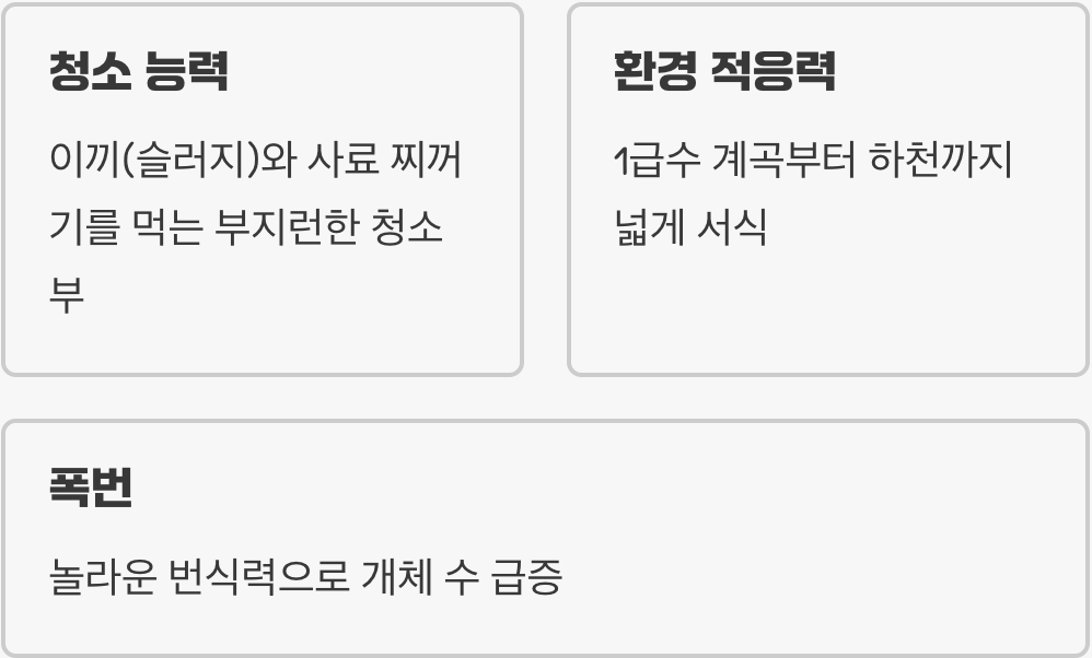 어항의 작은 청소부, 생이새우