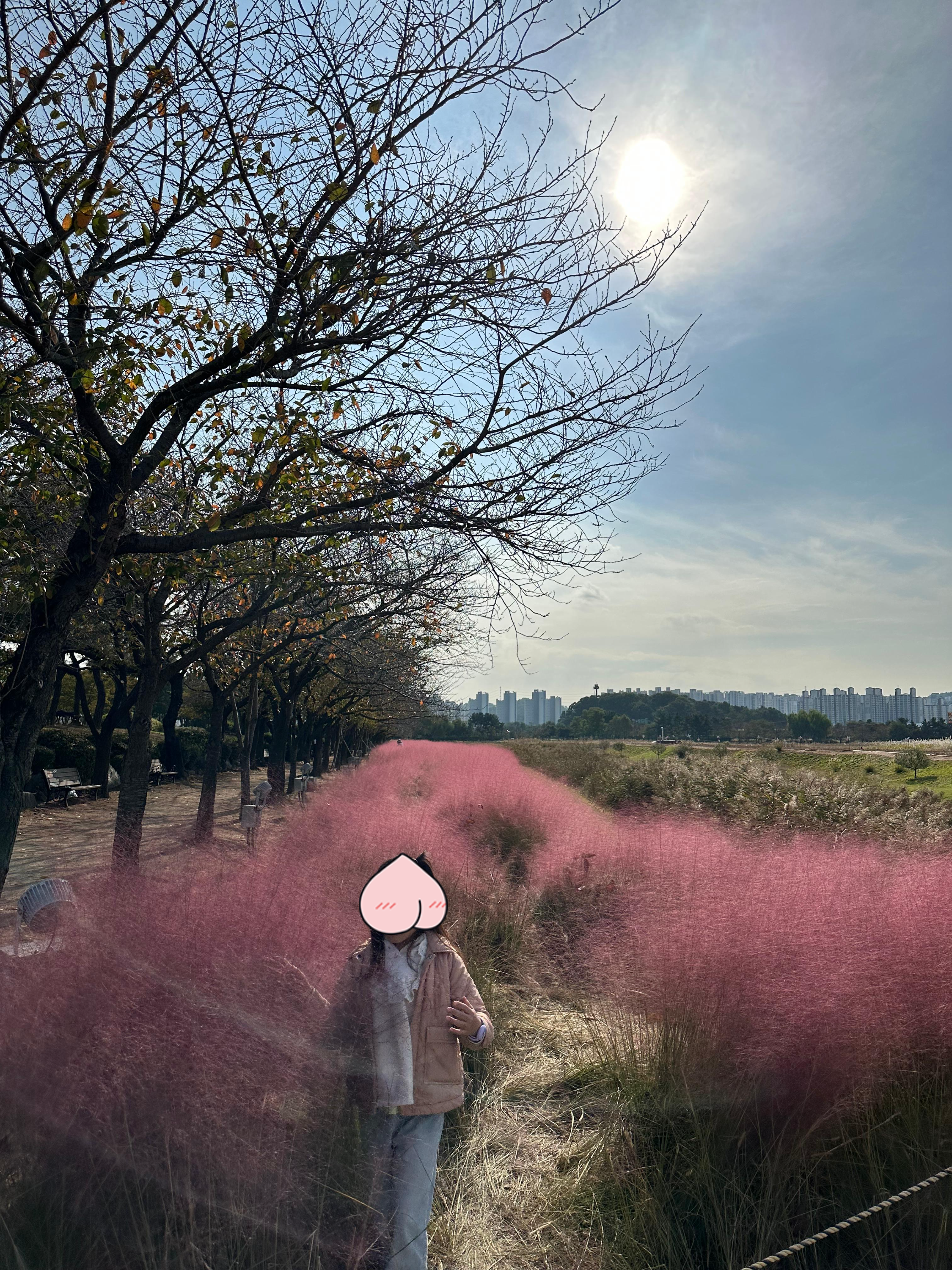 시흥 갯골생태공원 가을 나들이 후기-핑크뮬리