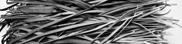 부추 수확시기: 기간