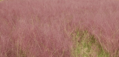 서울근교 단풍 명소 추천