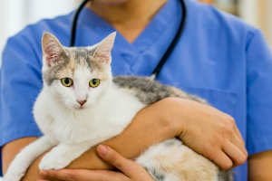 진찰을 받으려는 고양이