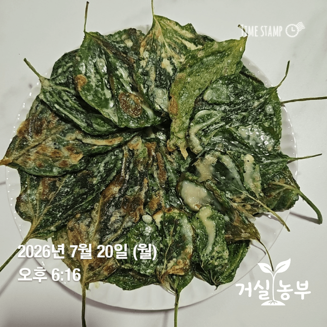 직접 수확한 수경재배 깻잎으로 부친 깻잎전